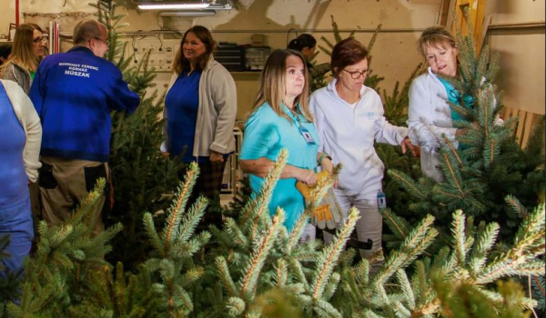 Megérkeztek a fenyőfák kórházunk osztályaira! 