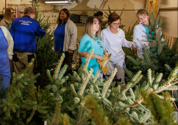 Megérkeztek a fenyőfák kórházunk osztályaira! 